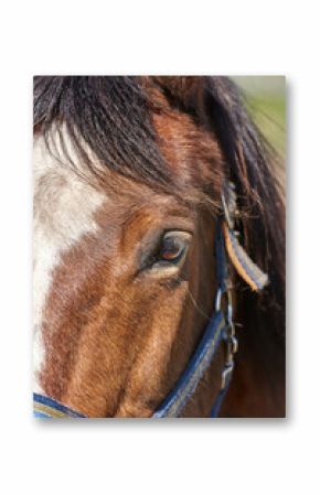 Horse, face and farm in closeup, outdoor and countryside with eyes, health and growth on field, Equine animal, mane and chestnut pet in summer, wellness and sunshine at rural ranch in Argentina