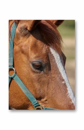 Horse, face and farm in closeup, countryside and outdoor with mane, health or growth on field, Equine animal, landscape and chestnut pet in summer, wellness or sunshine at rural ranch in Argentina