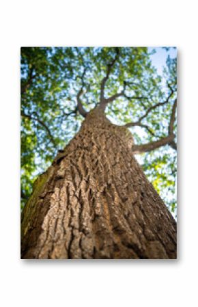 Huge oak tree trunk with spread crown, view from below. Powerful bark in forest or park. Leaved crown of tree and branches form halo around plants, photosynthesis, wildlife, sustainable resources