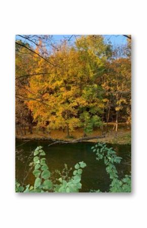 autumn in the forest