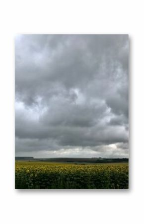 Dramatic cloudy sky over sunflower field in countryside landscape