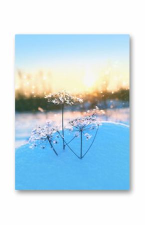 Winter nature background. dry plants covered snow crystals of hoarfrost. frosty cold weather. beautiful gentle winter landscape with frozen grass in snow. Christmas, New Year. soft focus