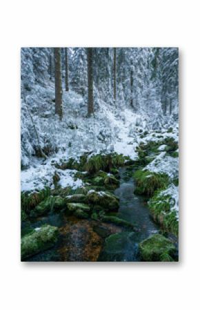 Winterwald im Nationalpark Schwarzwald