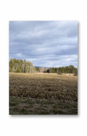 A winter landscape with a harvested cornfield and forest in the background. 