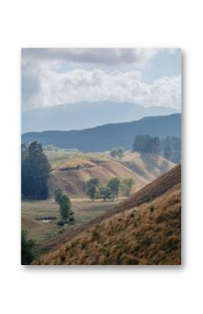 Misty morning light on rolling hills, sheep grazing peacefully. Tranquil rural landscape. , Rotorua, Bay Of Plenty, New Zealand