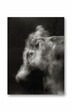 Elephant dust bath