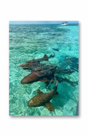 Nurse sharks in Caribbean Sea, Caye Caulker, Belize