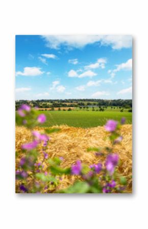Paysage de campagne au printemps au milieu des champs et de l'herbe verte en France.