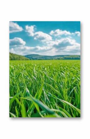 Fresh Green Grass Under a Bright Sky in a Serene Landscape During Afternoon Sunlight