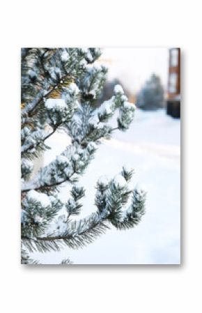 Snow-covered Pine Branches on Winter Day in Snowy Landscape