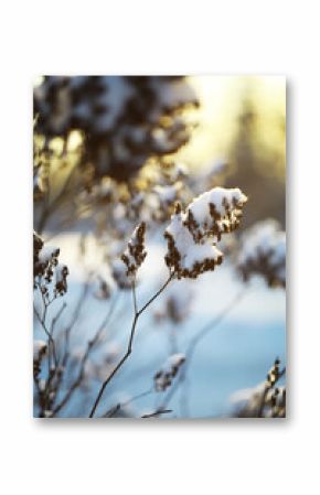 Snow-covered Branches in Winter Sunset Light