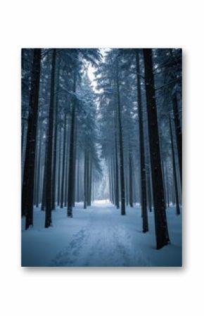 snowy path in a pine forest with a lone person walking in the distance