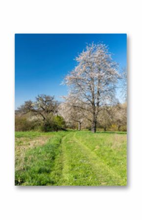 Frühling in den Streuobstwiesen