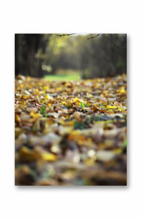 Autumn Leaves on a Forest Pathway During Golden Hour