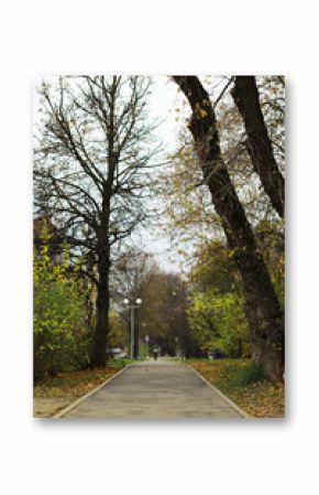 Autumn Park Pathway with Bare Trees and Fallen Leaves
