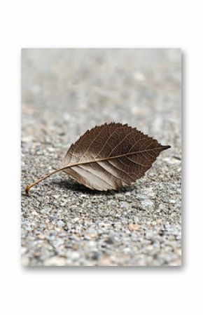 Single Brown Leaf on Grey Ground