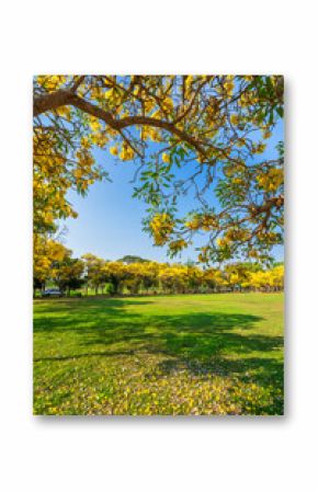 Beautiful blooming Yellow Golden trumpet tree or Tabebuia aurea roadside of the Yellow that are blooming with the park in spring day in the garden and sunset sky background in Thailand.