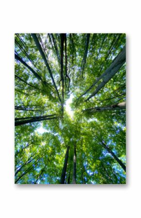 A bottom-up view of vibrant green trees canopies against a bright blue sky