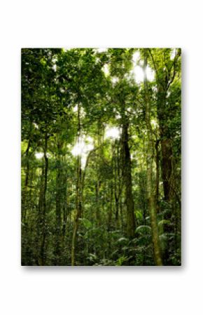 Regewald Pfad im Hinterland  von Sunshine Coast, Australien
