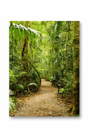 Regewald Pfad im Hinterland  von Sunshine Coast, Australien