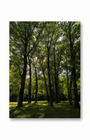 park with maple trees with green foliage in late summer, beautiful tall maple trees in sunny weather in the park or forest