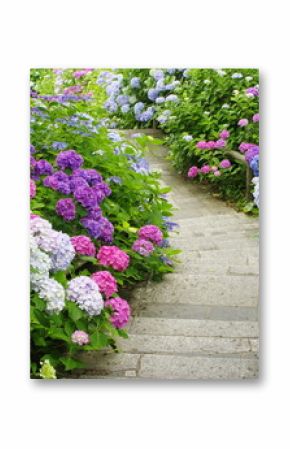 hydrangea