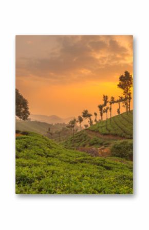 Tea plantations in Munnar, Kerala, India