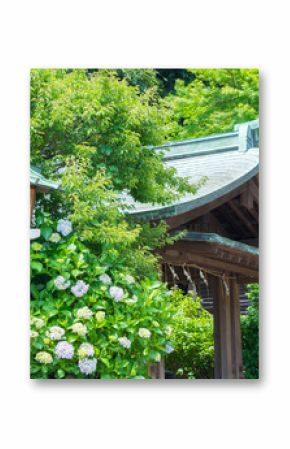 Hydrangea of Kamakura-gu Shrine