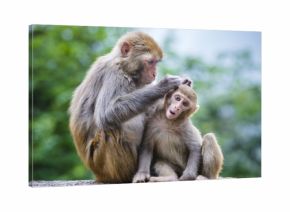 Macaques in Guiyang, China