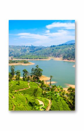 Tea plantation, Sri Lanka