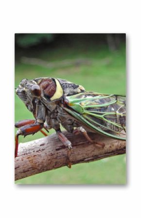 cicada (cicadetta pellosoma)