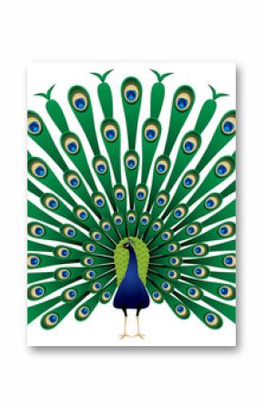 Peacock raise his feathers in vector