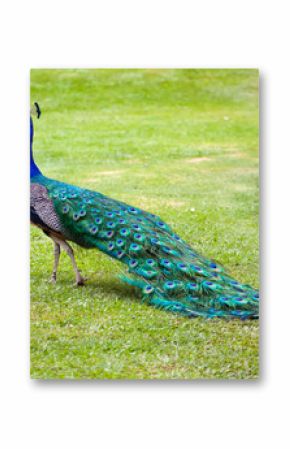 peacock