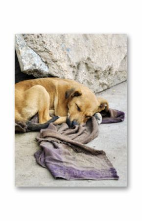 Abandoned dog lying on the ground