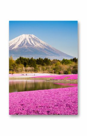 moss phlox with mount fuji in background