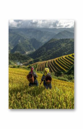 Rice fields on terraced of Mu Cang Chai, YenBai, Vietnam.