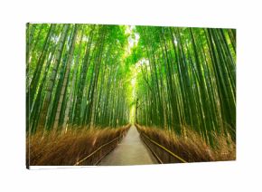 Arashiyama bamboo forest in Kyoto Japan