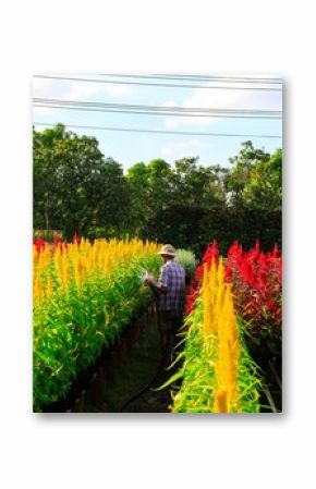 Field of flowers countryside Sa Dec, Dong Thap Province, Vietnam, at the end of the year