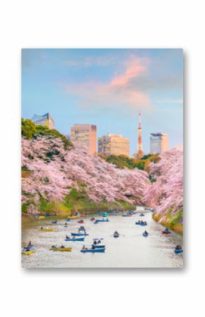 Chidorigafuchi park in Tokyo during sakura season