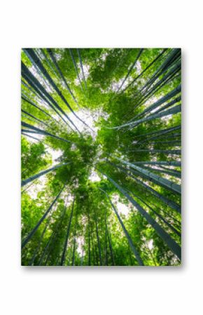 Amazing wide angle view of the Bamboo Forest in Kamakura