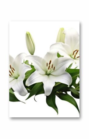 Elegant blooming lilies with buds, cut out