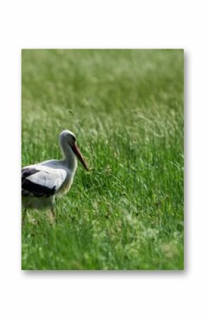 pelican on grass