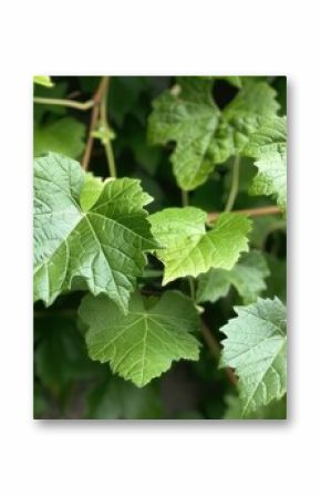 Fresh Green Leaves Adorning Grapevine in the Yard