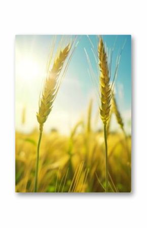 Field of golden wheat in sunlight