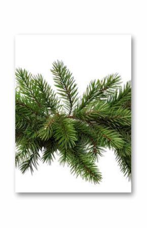 PNG  Christmas tree pine garland spruce plant fir.