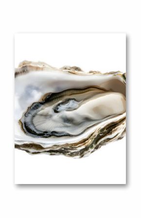 Oyster shell isolated on transparent background