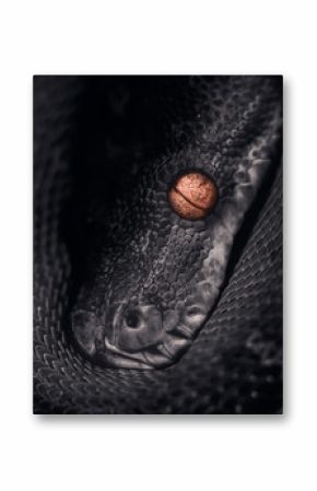 python art photo. Portrait of a python. Python head