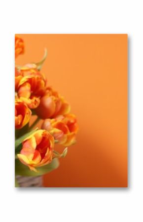 Beautiful tulips on orange background, closeup. Space for text