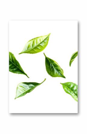Fresh green tea leaves floating, vibrant foliage, cut out transparent