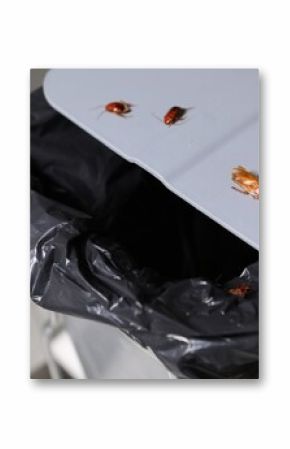 Cockroaches crawling on garbage bin indoors, closeup